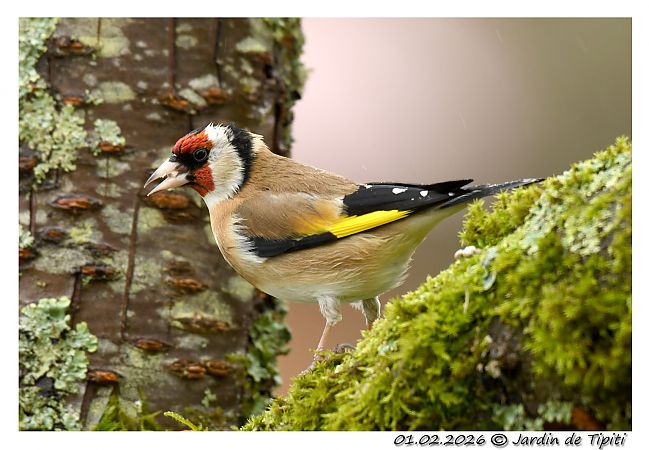 Chardonneret élégant  - Tipiti Compagny