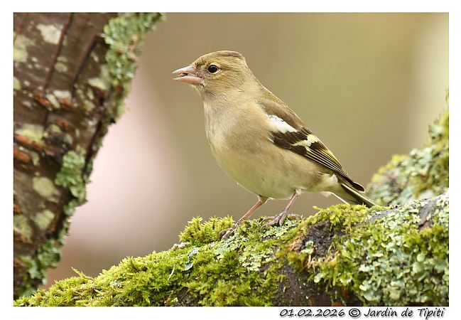 Pinson des arbres  - Tipiti Compagny