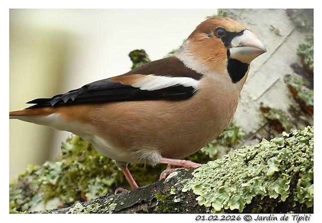 Grosbec casse-noyaux  - Tipiti Compagny