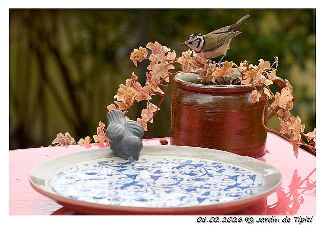 Mésange huppée  - Tipiti Compagny