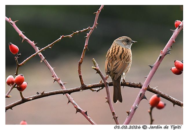 Accenteur mouchet  - Tipiti Compagny