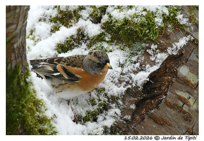 Pinson du Nord  - Tipiti Compagny