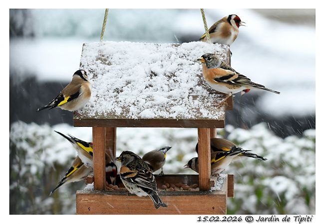 Pinson du Nord  - Tipiti Compagny