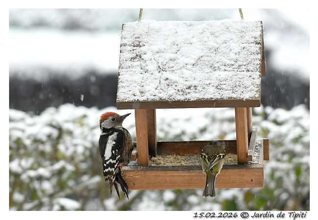 Pic mar  - Tipiti Compagny