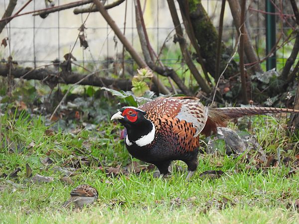 Faisan de Colchide  - Céline Godard