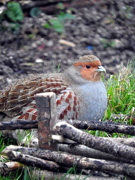 Perdrix grise  - Céline Godard