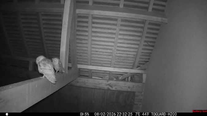 Effraie des clochers 