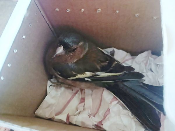 Pinson des arbres  - Nathalie Mathieu