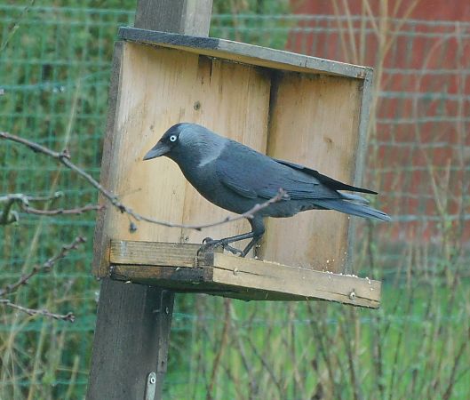 Choucas des tours  - Veronique Lobjoie