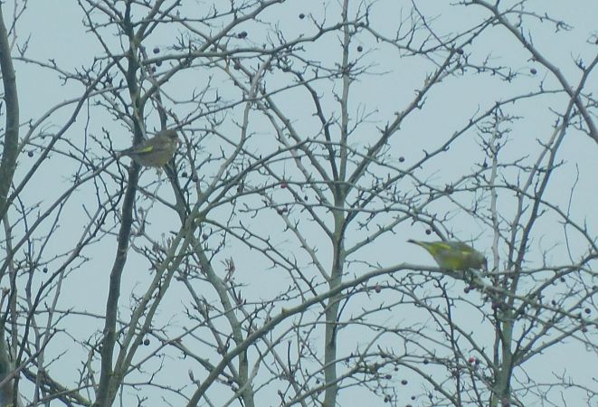 Verdier d'Europe  - Veronique Lobjoie