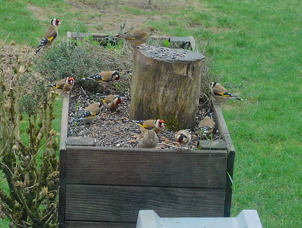 Verdier d'Europe  - Veronique Lobjoie