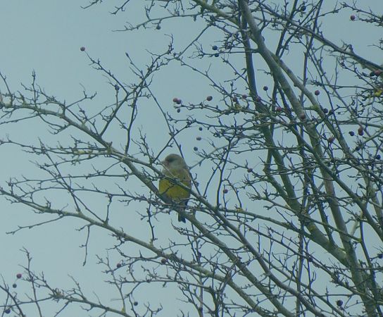Verdier d'Europe  - Veronique Lobjoie