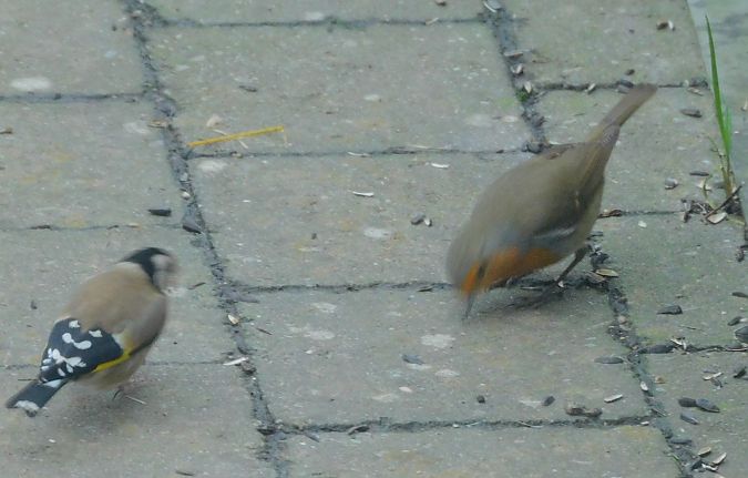 Rougegorge familier  - Veronique Lobjoie