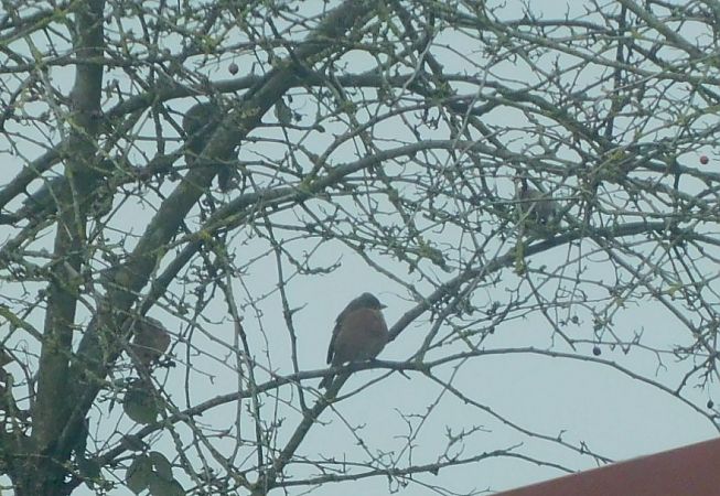 Pinson des arbres  - Veronique Lobjoie