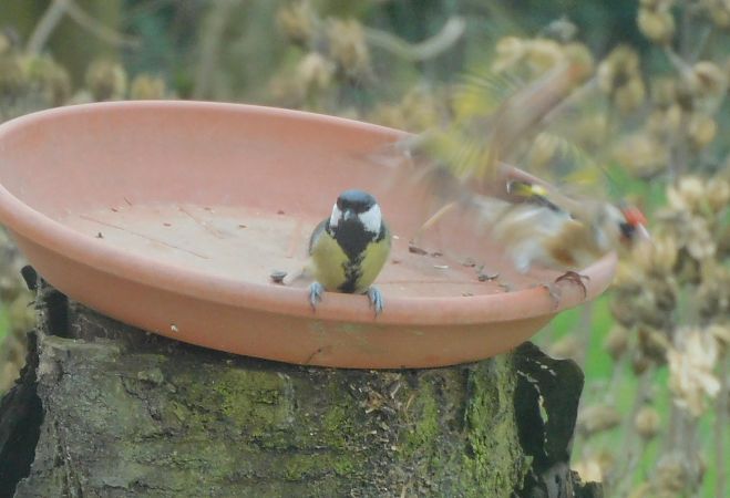 Mésange charbonnière  - Veronique Lobjoie