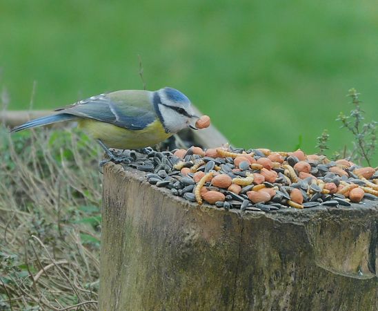 Mésange bleue  - Veronique Lobjoie