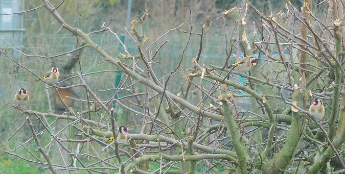 Chardonneret élégant  - Veronique Lobjoie