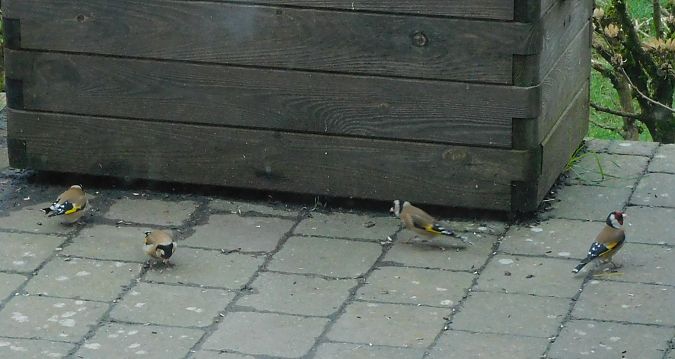 Chardonneret élégant  - Veronique Lobjoie