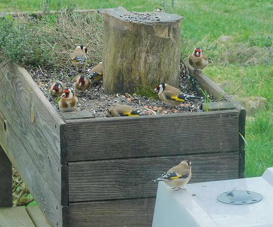 Chardonneret élégant  - Veronique Lobjoie
