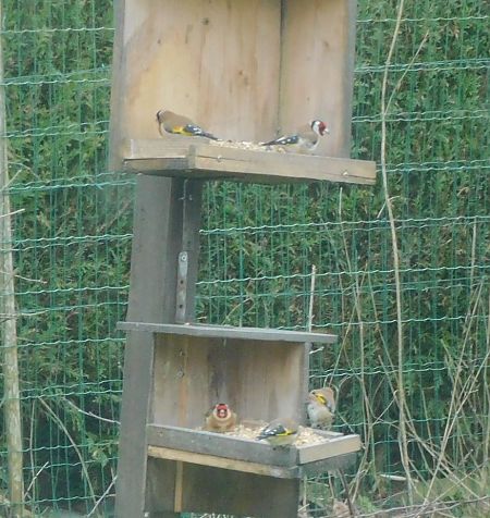 Chardonneret élégant  - Veronique Lobjoie