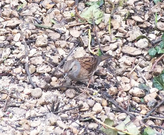 Accenteur mouchet  - Patrick Quercy