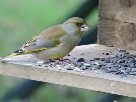 Verdier d'Europe  - Sonia Le Corvaisier