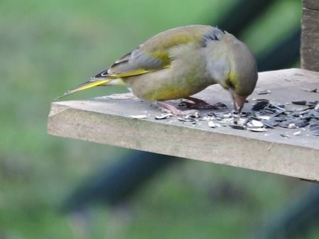 Verdier d'Europe  - Sonia Le Corvaisier