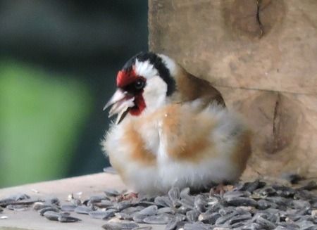 Chardonneret élégant  - Sonia Le Corvaisier