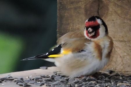 Chardonneret élégant  - Sonia Le Corvaisier