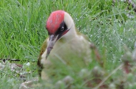 Pic vert  - Sonia Le Corvaisier