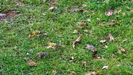 Tarin des aulnes  - Collas Didier