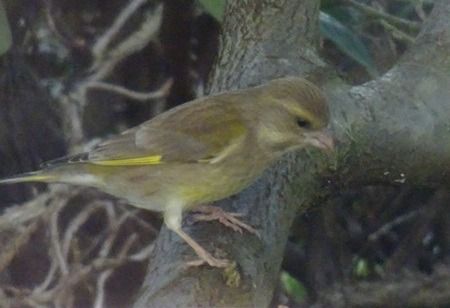 Verdier d'Europe  - Sandra Goriaux