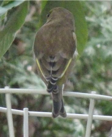 Verdier d'Europe  - Sandra Goriaux
