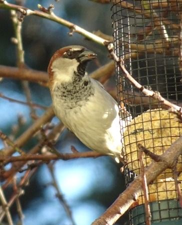 Moineau domestique  - Sandra Goriaux