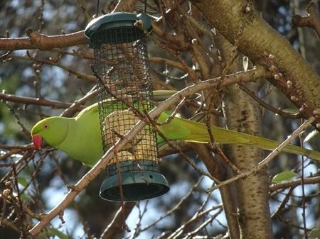 Perruche à collier  - Sandra Goriaux