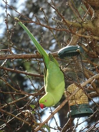 Perruche à collier  - Sandra Goriaux