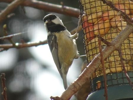 Mésange noire  - Sandra Goriaux