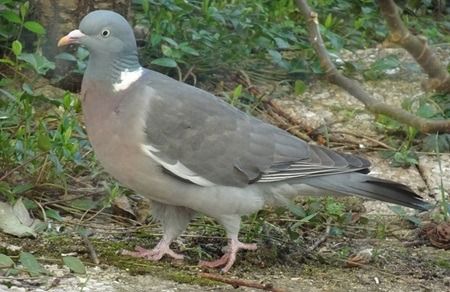 Pigeon ramier  - Sandra Goriaux