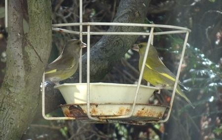 Verdier d'Europe  - Sandra Goriaux