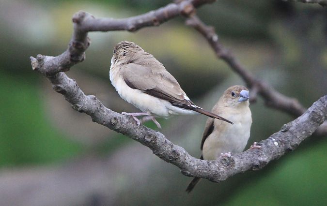 Capucin bec-de-plomb  - François Aubert