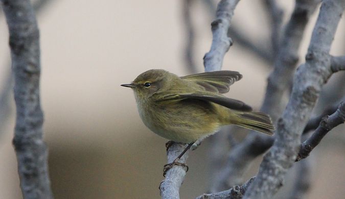Pouillot véloce  - François Aubert