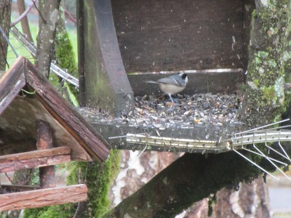 Mésange noire  - Serge Beaudier