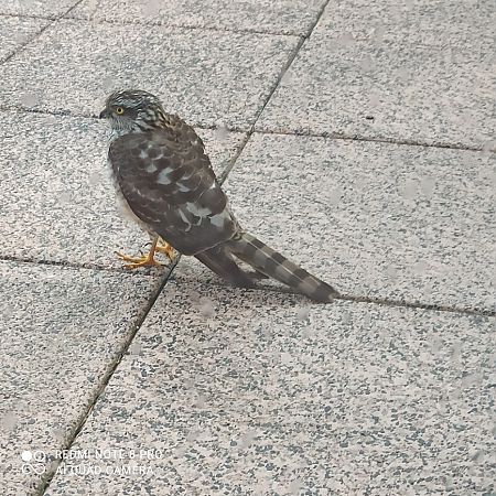 Épervier d'Europe  - François Conrard