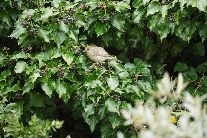 Fauvette à tête noire  - Gérard Georges