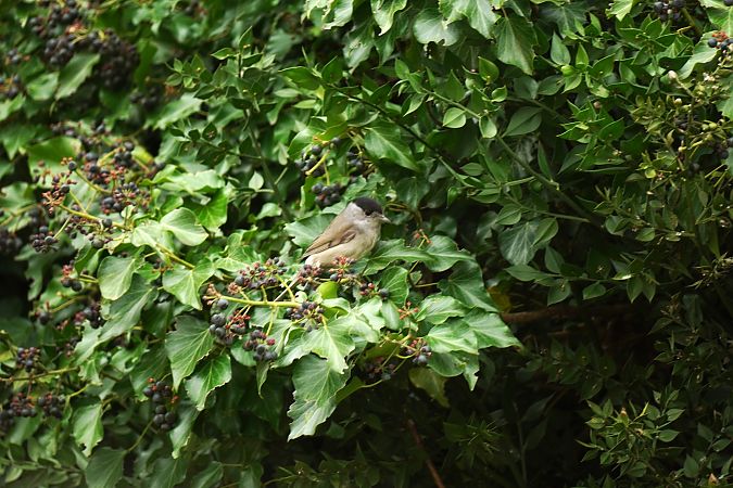 Fauvette à tête noire  - Gérard Georges