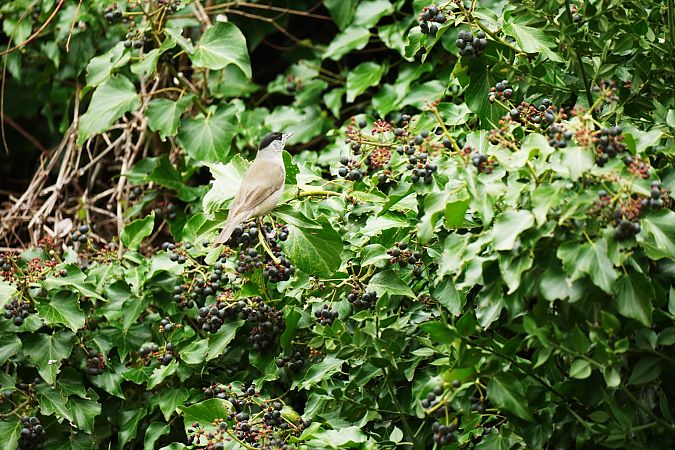 Fauvette à tête noire  - Gérard Georges