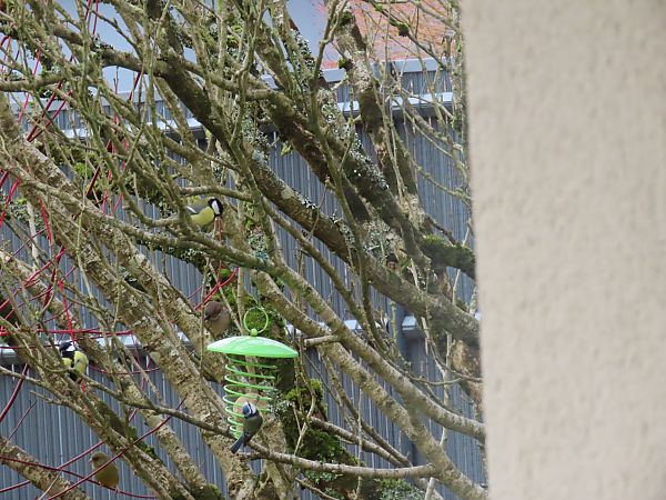 Mésange charbonnière 