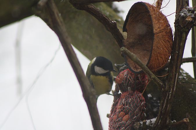 Mésange charbonnière 