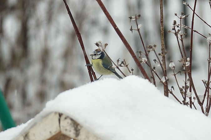 Mésange bleue  - Remy Simon