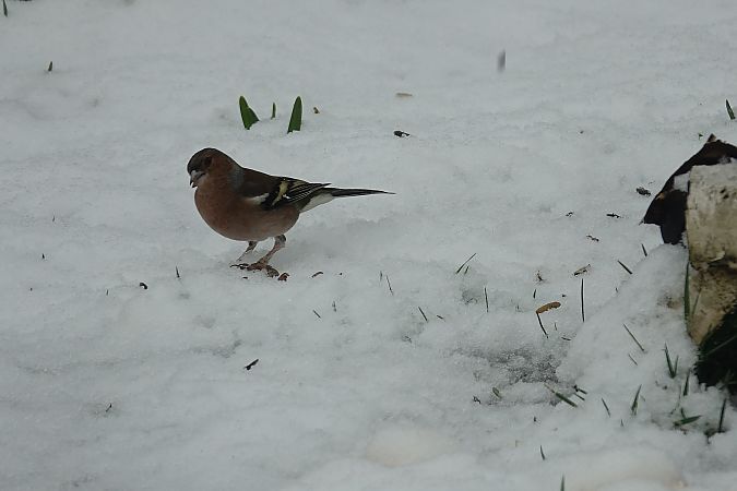 Pinson des arbres  - Remy Simon